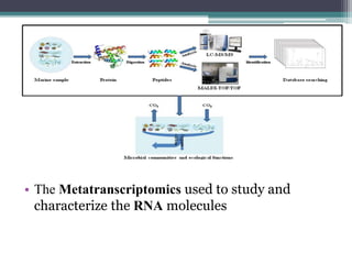 • The Metatranscriptomics used to study and
characterize the RNA molecules
 