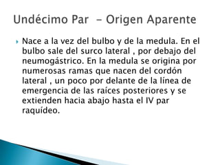    Nace a la vez del bulbo y de la medula. En el
    bulbo sale del surco lateral , por debajo del
    neumogástrico. En la medula se origina por
    numerosas ramas que nacen del cordón
    lateral , un poco por delante de la línea de
    emergencia de las raíces posteriores y se
    extienden hacia abajo hasta el IV par
    raquídeo.
 