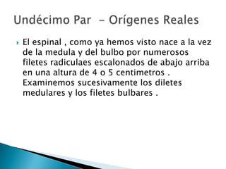    El espinal , como ya hemos visto nace a la vez
    de la medula y del bulbo por numerosos
    filetes radiculaes escalonados de abajo arriba
    en una altura de 4 o 5 centimetros .
    Examinemos sucesivamente los diletes
    medulares y los filetes bulbares .
 