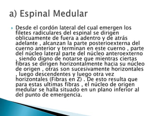    Desde el cordón lateral del cual emergen los
    filetes radiculares del espinal se dirigen
    oblicuamente de fuera a adentro y de atrás
    adelante , alcanzan la parte posterioexterna del
    cuerno anterior y terminan en este cuerno , parte
    del núcleo lateral parte del núcleo anteroexterno
    , siendo digno de notarse que mientras ciertas
    fibras se dirigen horizontalmente hacia su núcleo
    de origen , otras son sucesivamente horizontales
    , luego descendentes y luego otra vez
    horizontales (Fibras en Z) . De esto resulta que
    para estas ultimas fibras , el núcleo de origen
    medular se halla situado en un plano inferior al
    del punto de emergencia.
 