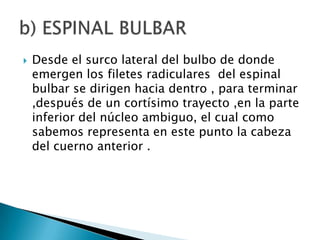   Desde el surco lateral del bulbo de donde
    emergen los filetes radiculares del espinal
    bulbar se dirigen hacia dentro , para terminar
    ,después de un cortísimo trayecto ,en la parte
    inferior del núcleo ambiguo, el cual como
    sabemos representa en este punto la cabeza
    del cuerno anterior .
 