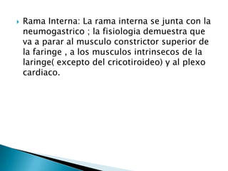    Rama Interna: La rama interna se junta con la
    neumogastrico ; la fisiologia demuestra que
    va a parar al musculo constrictor superior de
    la faringe , a los musculos intrinsecos de la
    laringe( excepto del cricotiroideo) y al plexo
    cardiaco.
 