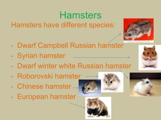 Photo inspiration: Hamsters Photo Inspiration