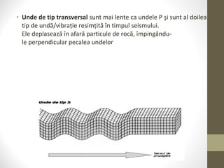 • Unde de tip transversal sunt mai lente ca undele P şi sunt al doilea
tip de undă/vibrație resimțită în timpul seismului.
Ele deplasează în afară particule de rocă, împingându-
le perpendicular pecalea undelor
 