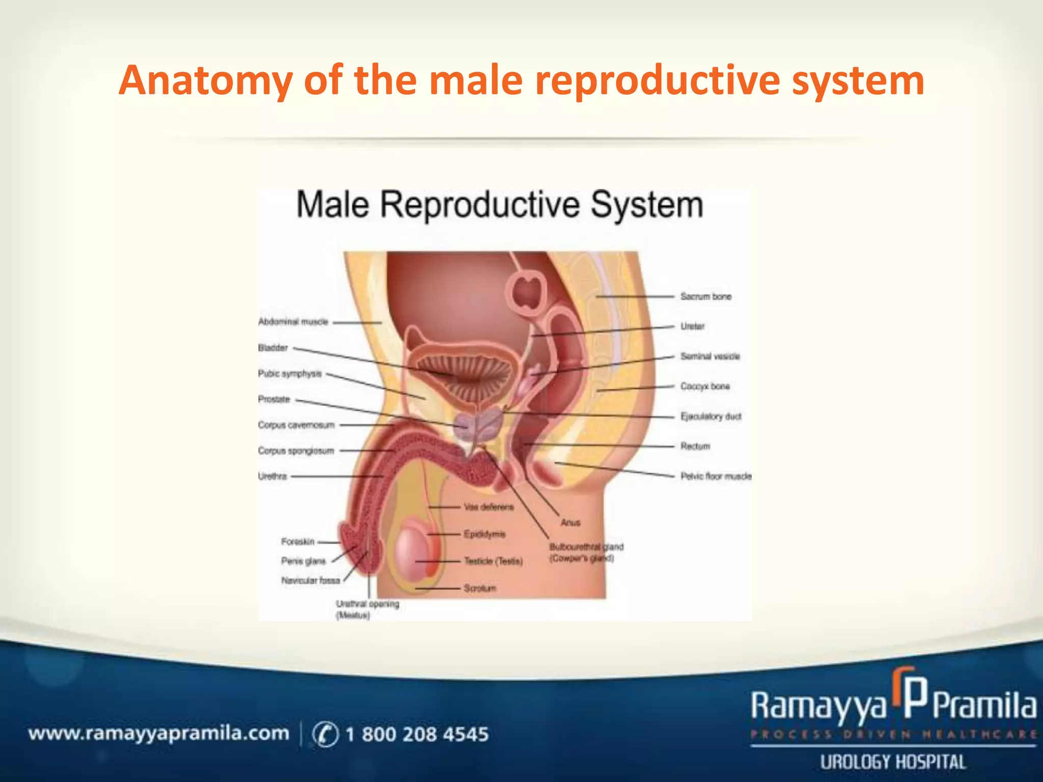 Anatomy of the male reproductive system

 