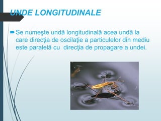 UNDE LONGITUDINALE
Se numeşte undă longitudinală acea undă la
care direcţia de oscilaţie a particulelor din mediu
este paralelă cu direcţia de propagare a undei.
 