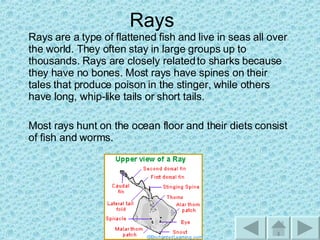 Under The Ocean | PPT