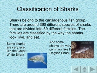 Under The Ocean | PPT