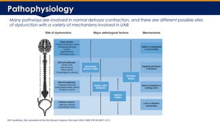 Underactive Bladder Management DGM Slides[1].pptx