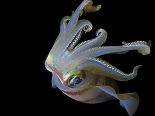 Underwater and on earth