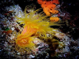 Underwater and on earth