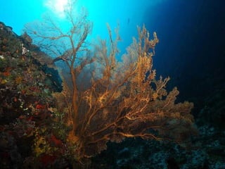 Underwater and on earth