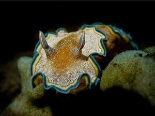 Underwater and on earth