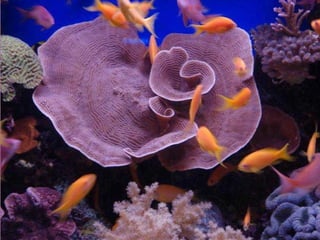 Underwater and on earth