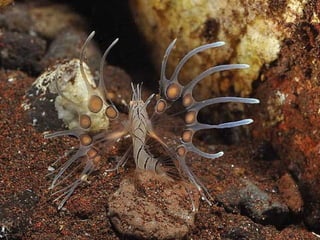 Underwater and on earth