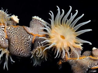 Underwater and on earth