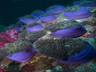 Underwater and on earth