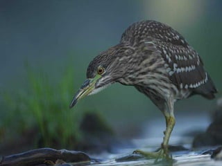 Underwater and on earth