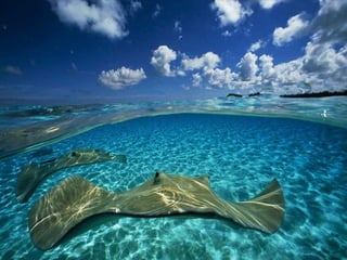 Underwater and on earth