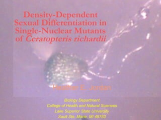 Density-Dependent Sexual Differentiation in Single-Nuclear Mutants of  Ceratopteris richardii Heather E. Jordan Biology Department College of Health and Natural Sciences Lake Superior State University Sault Ste. Marie, MI 49783 