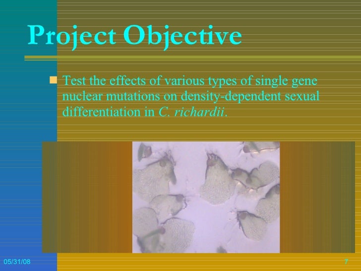 Honors thesis defense image