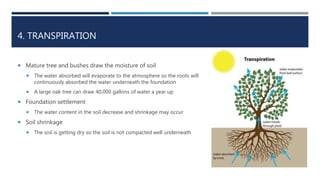 4. TRANSPIRATION
 Mature tree and bushes draw the moisture of soil
 The water absorbed will evaporate to the atmosphere so the roots will
continuously absorbed the water underneath the foundation
 A large oak tree can draw 40,000 gallons of water a year up
 Foundation settlement
 The water content in the soil decrease and shrinkage may occur
 Soil shrinkage
 The soil is getting dry so the soil is not compacted well underneath
 