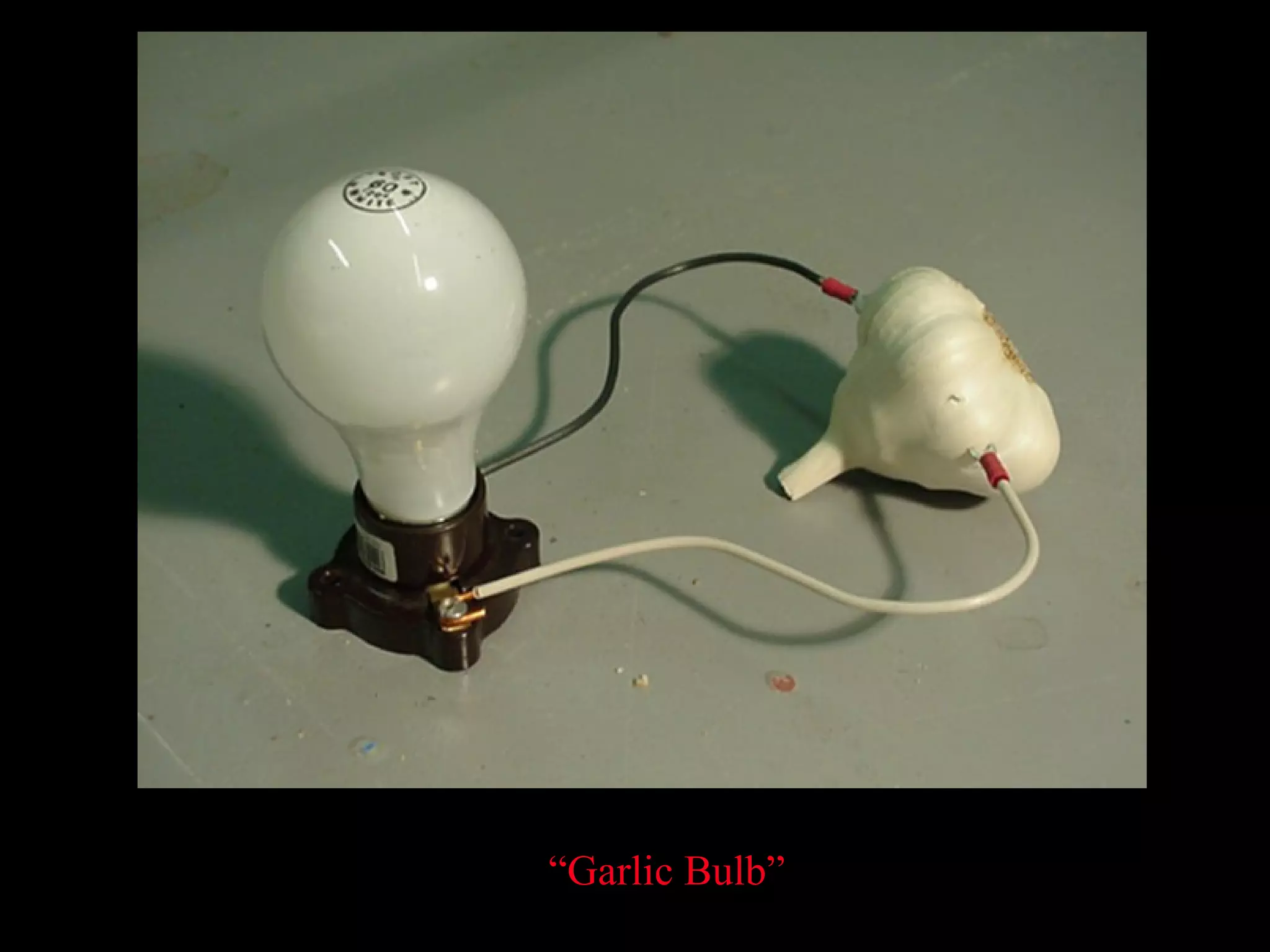 “ Garlic Bulb” 