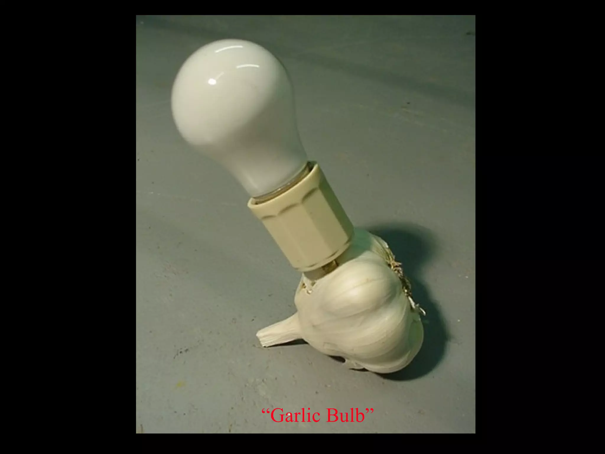 “ Garlic Bulb” 
