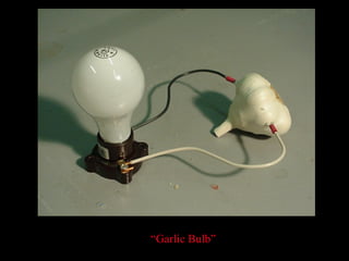 “ Garlic Bulb” 
