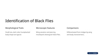 Identification of Black Flies
Morphological Traits
Small size, dark color, humpbacked
body shape are typical.
Microscopic Features
Wing venation and piercing
mouthparts distinguish black flies.
Comparisons
Differentiated from midges by wing
and body characteristics.
 