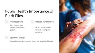 Public Health Importance of
Black Flies
Nuisance Biting
Bites cause itching,
swelling, and distress
globally.
Disease Transmission
Vectors for Onchocerca
volvulus, causing river
blindness.
Economic Impact
Reduced outdoor work, tourism losses, and agricultural damage.
 