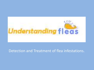 Detection and Treatment of flea infestations.
 