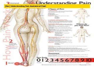 [Doc] Understanding Pain Anatomical Chart
 