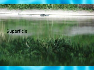 Superficie 