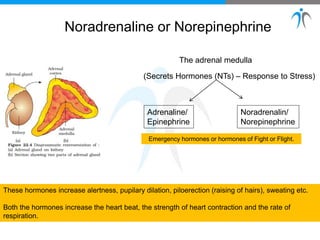 The adrenal medulla
Adrenaline/
Epinephrine
Noradrenalin/
Norepinephrine
(Secrets Hormones (NTs) – Response to Stress)
Emergency hormones or hormones of Fight or Flight.
These hormones increase alertness, pupilary dilation, piloerection (raising of hairs), sweating etc.
Both the hormones increase the heart beat, the strength of heart contraction and the rate of
respiration.
Noradrenaline or Norepinephrine
 