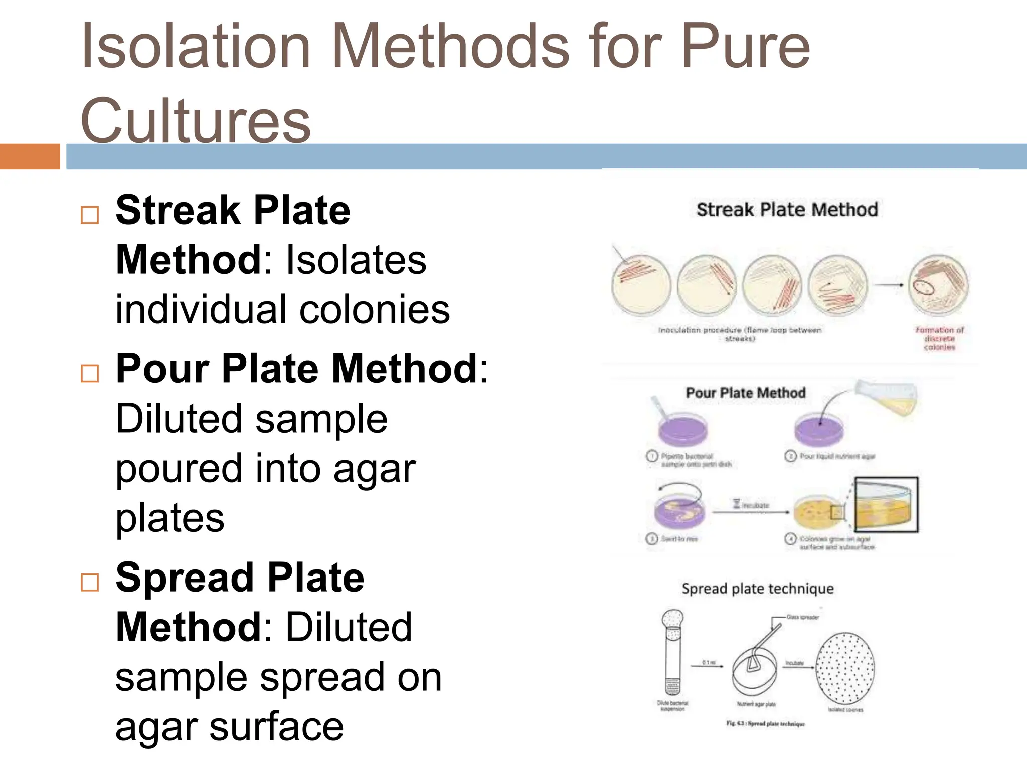 Understanding Bacterial Structure, Growth, and Cultivation.pptx