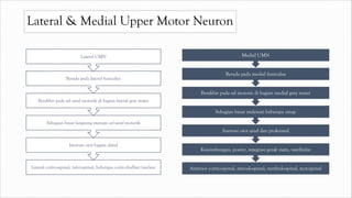 Lateral & Medial Upper Motor Neuron
Lateral corticospinal, rubrospinal, beberapa corticobulbar/nuclear
Inervasi otot bagian distal
Sebagian besar langsung menuju sel saraf motorik
Berakhir pada sel saraf motorik di bagian lateral gray mater
Berada pada lateral funiculus
Lateral UMN
Anterior corticospinal, reticulospinal, vestibulospinal, tectospinal
Keseimbangan, postur, integrasi gerak mata, vestibular
Inervasi otot axial dan proksimal
Sebagian besar melewati beberapa sinap
Berakhir pada sel motoric di bagian medial grey mater
Berada pada medial funiculus
Medial UMN
 