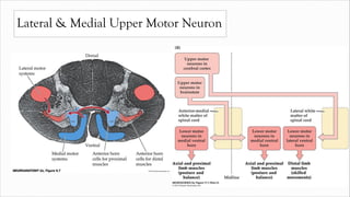 Lateral & Medial Upper Motor Neuron
 