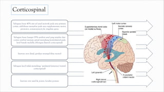 Corticospinal
Sebagian besar 40% inti sel saraf motorik pada area primary
cortex, selebihnya menyebar pada area supplementary motor,
premotor, somatosensory & cingulate gyrus
Sebagian besar hampir 95% serabut saraf yang terjulur dari
cortex cerebral menuju spinal menyilang kontralateral pada
level bawah medulla oblongata (lateral corticospinal)
Inervasi otot distal, gerakan terampil (fine motor)
Sebagian kecil tidak menyilang/ ipsilateral (anterior/ventral
corticospinal)
Inervasi otot axial & postur, koreksi posture
 
