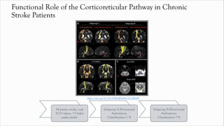 Functional Role of the Corticoreticular Pathway in Chronic
Stroke Patients
54 pasien stroke, usia
30-75 tahun, >3 bulan
paska stroke
Subgroup A (Functional
Ambulatory
Classification < 3)
Subgroup B (Functional
Ambulatory
Classification >3)
https://doi.org/10.1161/STROKEAHA.111.000269
 