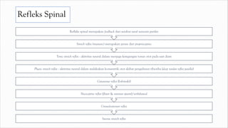 Refleks Spinal
Inverse stretch reflex
Crossed-extensor reflex
Nociceptive reflex (flexor & extensor spasm)/withdrawal
Cutaneous reflex (babinski)
Phasic stretch reflex : aktivitas neural dalam melakukan konsentrik otot akibat penguluran tiba-tiba (deep tendon reflex patella)
Tonic stretch reflex : aktivitas neural dalam menjaga ketegangan tonus otot pada saat diam
Stretch reflex (myotatic) merupakan peran dari proprioceptive
Refleks spinal merupakan feedback dari serabut saraf sensoris perifer
 
