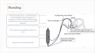 Standing
Tilt table/standing frame : merubah aktivitas
neural penyebab spastisitas dengan cara
mengulur otot dalam waktu relatif lama dapat
merubah input sensoris (tendon tension-GTO
activation)
GTO activation menyebabkan inhibisi alfa
motor
Spastisitas menurun (spinal level)
 