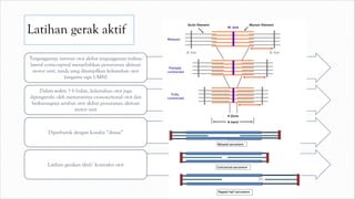 Latihan gerak aktif
Terganggunya inervasi otot akibat terganggunya traktus
lateral corticospinal menyebabkan penurunan aktivasi
motor unit, tanda yang ditampilkan kelemahan otot
(negative sign UMN)
Dalam waktu > 6 bulan, kelemahan otot juga
dipengaruhi oleh menurunnya cross-sectional otot dan
berkurangnya serabut otot akibat penurunan aktivasi
motor unit
Diperburuk dengan kondisi “disuse”
Latihan gerakan aktif/ kontraksi otot
 