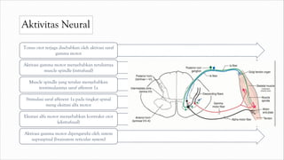Aktivitas Neural
Tonus otot terjaga disebabkan oleh aktivasi saraf
gamma motor
Aktivasi gamma motor menyebabkan terulurnya
muscle spindle (intrafusal)
Muscle spindle yang terulur menyebabkan
terstimulasinya saraf afferent 1a
Stimulasi saraf afferent 1a pada tingkat spinal
meng eksitasi alfa motor
Eksitasi alfa motor menyebabkan kontraksi otot
(ekstrafusal)
Aktivasi gamma motor dipengaruhi oleh sistem
supraspinal (brainstem reticular system)
 