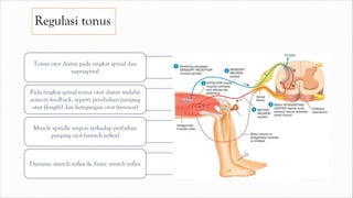 Regulasi tonus
Tonus otot diatur pada tingkat spinal dan
supraspinal
Pada tingkat spinal tonus otot diatur melalui
sensory feedback, seperti perubahan panjang
otot (length) dan ketegangan otot (tension)
Muscle spindle respon terhadap perbahan
panjang otot (stretch reflex)
Dynamic stretch reflex & Static stretch reflex
 