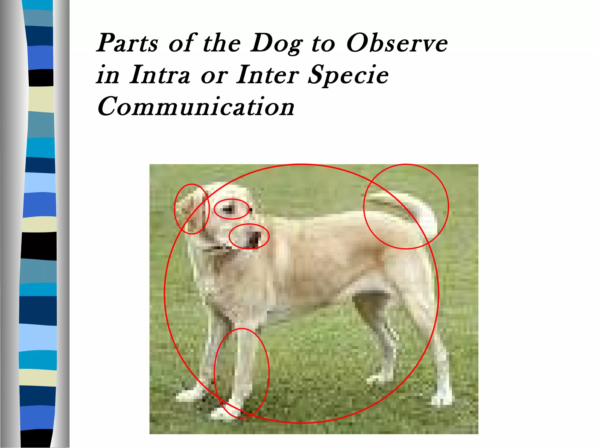 Parts of the Dog to Observe
in Intra or Inter Specie
Communication
 