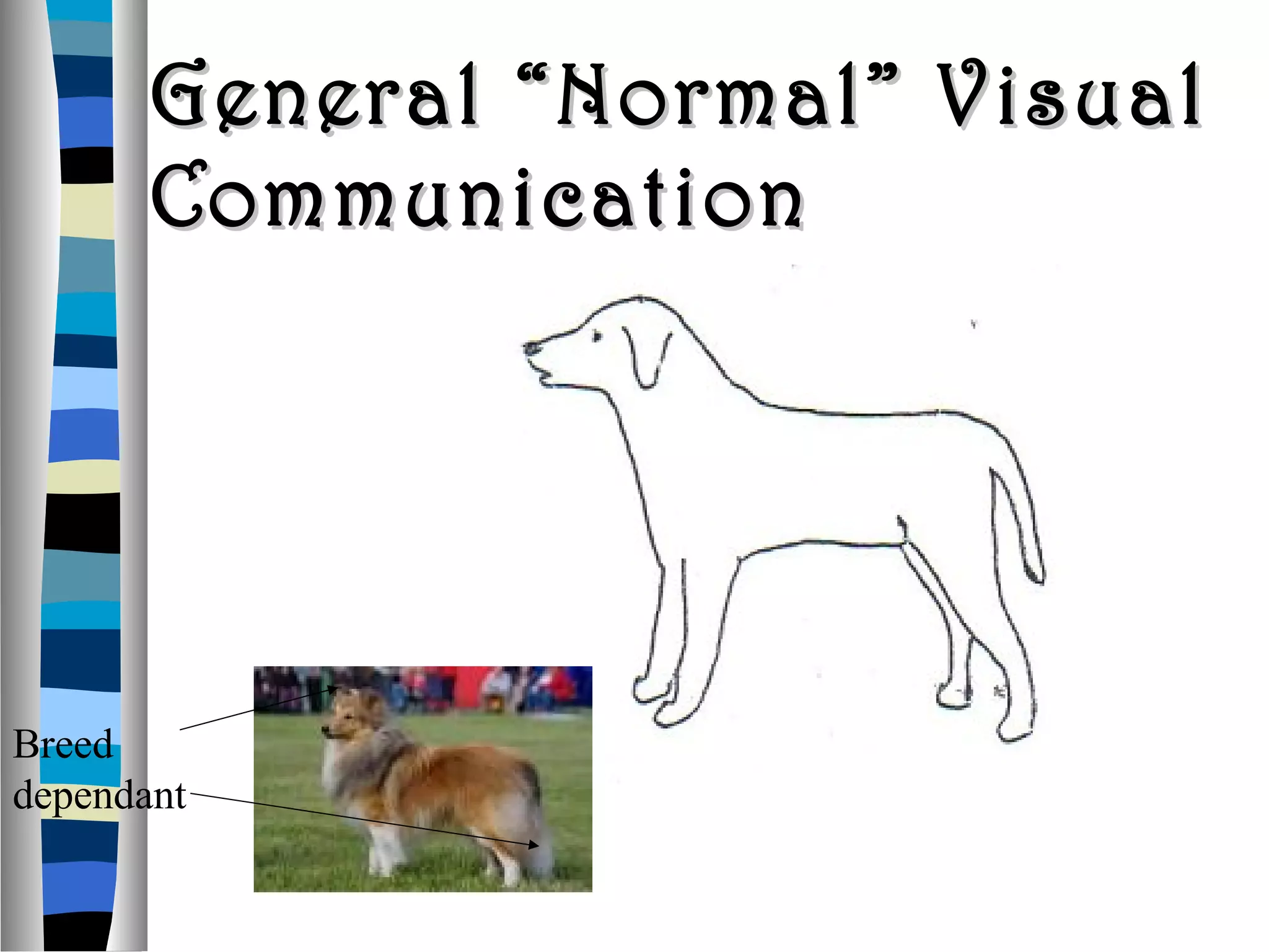 General “Normal” VisualGeneral “Normal” Visual
CommunicationCommunication
Breed
dependant
 