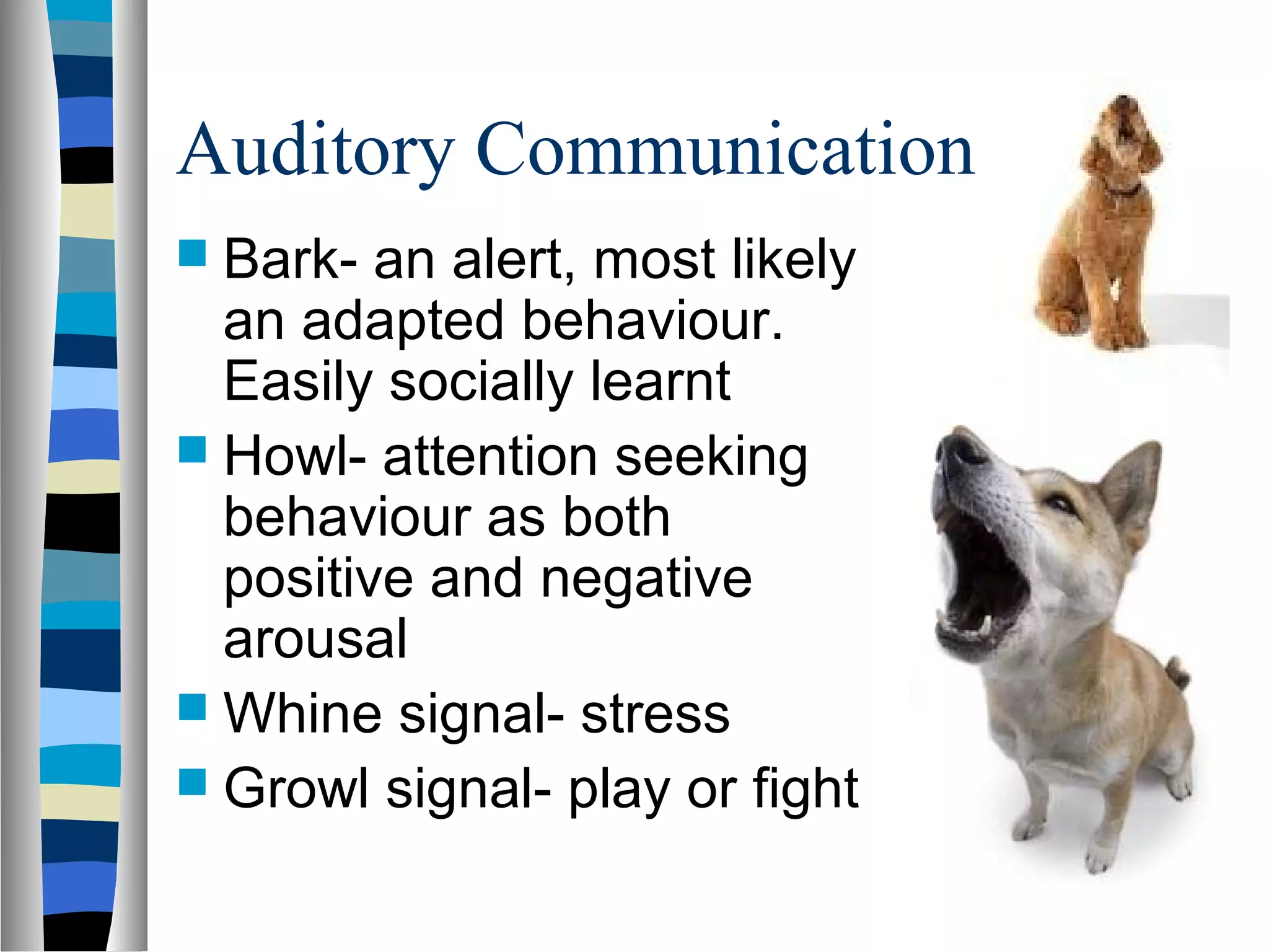 Auditory Communication
 Bark- an alert, most likely
an adapted behaviour.
Easily socially learnt
 Howl- attention seeking
behaviour as both
positive and negative
arousal
 Whine signal- stress
 Growl signal- play or fight
 
