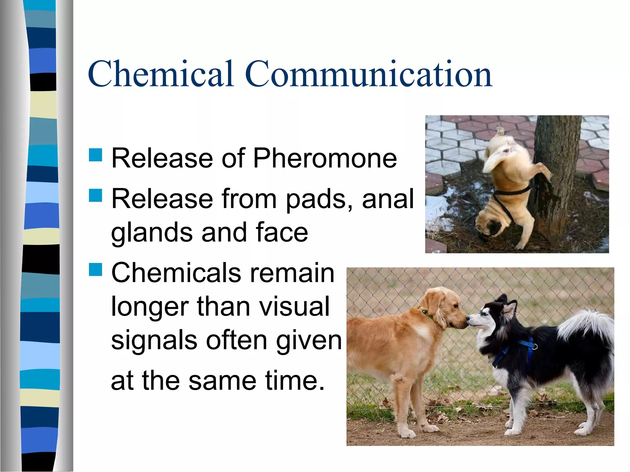 Chemical Communication
 Release of Pheromone
 Release from pads, anal
glands and face
 Chemicals remain
longer than visual
signals often given
at the same time.
 