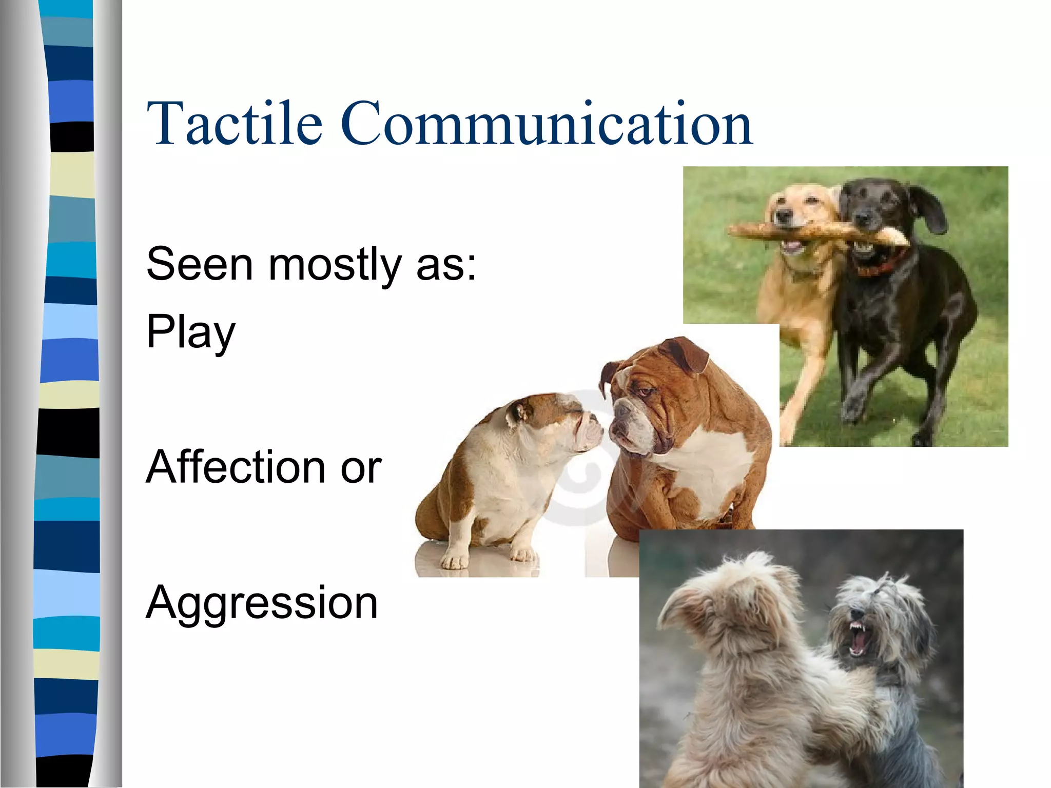 Tactile Communication
Seen mostly as:
Play
Affection or
Aggression
 